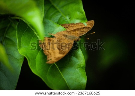 Elegant Butterflies Perched on Lush Leaves Against a Dark Background