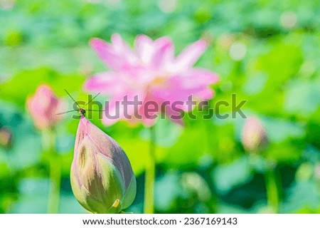 Summer lotus flowers in Hokkaido
