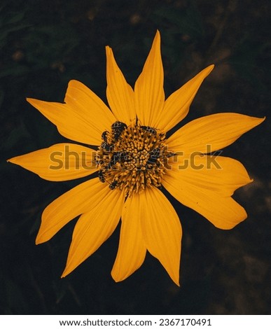 Yellow flower silhouette, with beetles