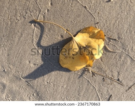 Dry leaves on the sand