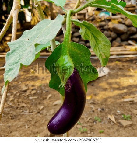 Organic purple eggplants with glossy texture of a small heirloom variety 'Slim Jim', edible fruits of Aubergine plant growing in a pot on balcony as a part of urban gardening project on a sunny summer Royalty-Free Stock Photo #2367186735
