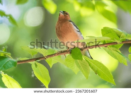 Common chaffinch sits on a branch in spring on green background. Beautiful songbird Common chaffinch in wildlife. The common chaffinch or simply the chaffinch, latin name Fringilla coelebs. Royalty-Free Stock Photo #2367201607