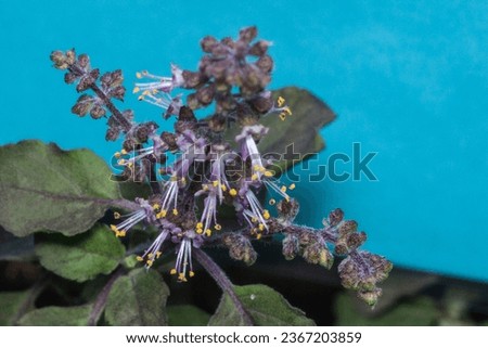 Flower of Tulshi (Ocimum). Holy Basil. Macro high resolution Photography. Pollens are prominent here. 