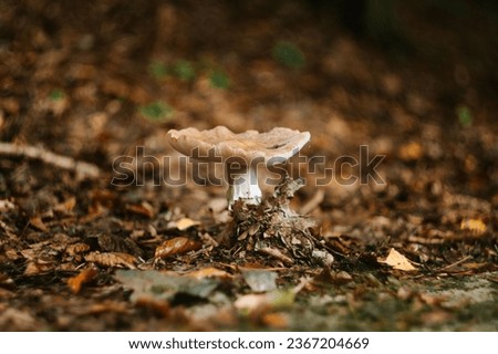 A shallow focus shot of brown Death cap mushroom on the wet ground after rain in the forest Royalty-Free Stock Photo #2367204669
