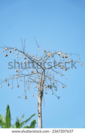 Kapok tree with blue sky background