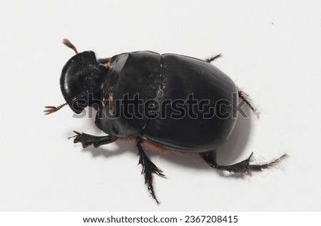 Closeup of Anoplotrupes stercorosus dor beetle, Its a species of earth-boring dung beetle belonging of the family Geotrupidae. Royalty-Free Stock Photo #2367208415