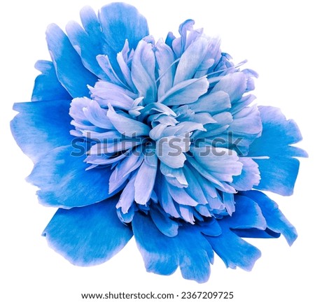 Blue  peony flower  on white isolated background with clipping path. Closeup. For design. Nature.
