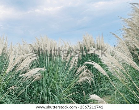 Pampas Green! You look even better because you're tall!! It's good to take pictures