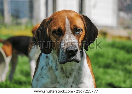 Hound profile of harrier hound