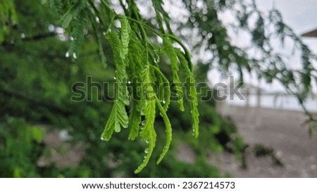 Close-up of wet plant leaves in rainy time