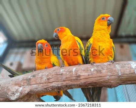 Birds Parrot Green SOurces Forest
