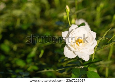 Beautiful rose in garden, rose for Valentine Day.