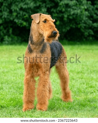 Airedale Terrier standing on grass Royalty-Free Stock Photo #2367223643