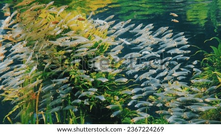 A big shoal of Kryptopterus bicirrhis, Glass Catfish transparent fish captured underwater Royalty-Free Stock Photo #2367224269
