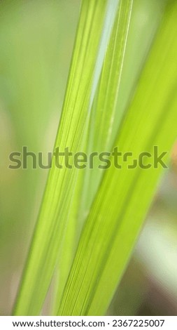 A stunning close-up photo showcasing the beauty and lushness of green grass blades. This image is perfect for enhancing nature-inspired designs or adding a touch of freshness to any creative project. 