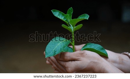 Ashwagandha Fresh Green Leaves on the Stem, Medicinal Herb Plant, also known as Withania Somnifera, Ashwagandha, Indian Ginseng, Poison Gooseberry, or Winter Cherry.