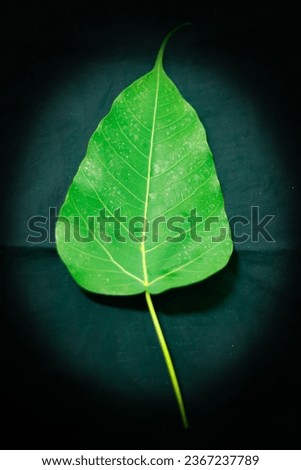 Heart-shaped leaves with detailed green petioles sit on a black background.
