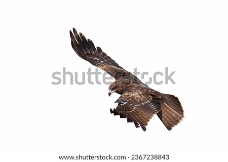 Bird of prey Black kite flying isolated on a white background.