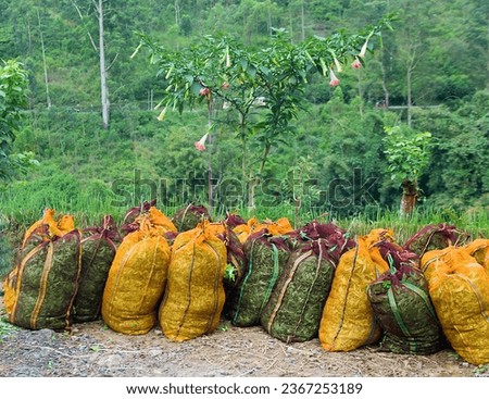 Ceylon Tea in Sri Lanka. Bags of tea collected on the plantation under Brugmansia tree also called the angel's trumpet or the devil's trumpet, toxic and ornamental plant Royalty-Free Stock Photo #2367253189