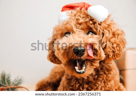 Close-up small ginger poodle dog in a Santa suit on a light background. Pet's portrait. Christmas greetings card, front view