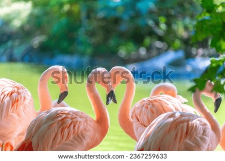 Two flamingos, head to head. Sweetness and animal tenderness. Royalty-Free Stock Photo #2367259633