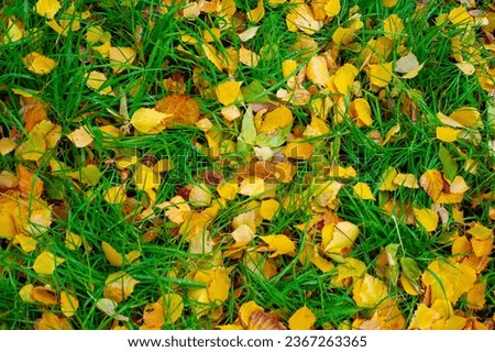 The best time of the year Colorful autumn leaves of birch, deciduous tree with white bark and with heart-shaped leaves.