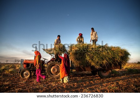 Family harvesting crops, near Jaipur, India.  Royalty-Free Stock Photo #236726830