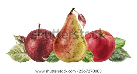 Pear with Apples. Watercolor botanical illustration of Fruits. Hand drawn healthy food clip art isolated on white background. Drawing of composition for a banner or print. Autumn harvest orchard