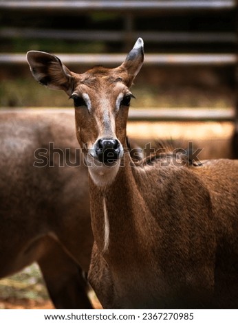 Sambar deer or Indian sambar, is a type of large deer that commonly lives in Asia. The common species is characterized by a large body with brownish fur.