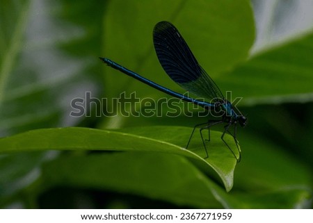 bleu insect dragonfly sitting on a green plant Royalty-Free Stock Photo #2367271959