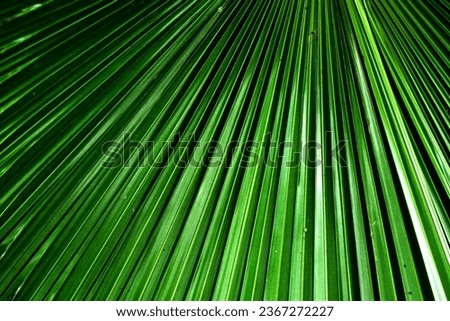 Green pattern on palm leaves.