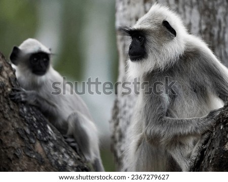 Hanuman Langur - a beautifully composed and toned picture