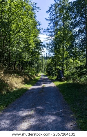 Abstract photo of forest stony path. Gravel walkway in the forest. Forest, trees, tall grass on the edges of the sidewalk, blue sky. Beautiful sunny day, sunny day in the forest.