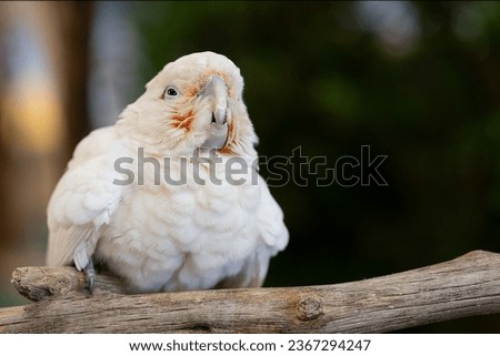 White crested cockatoo on timber for background