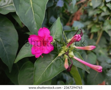 small pink flower with leaves background that blooms at four o'clock