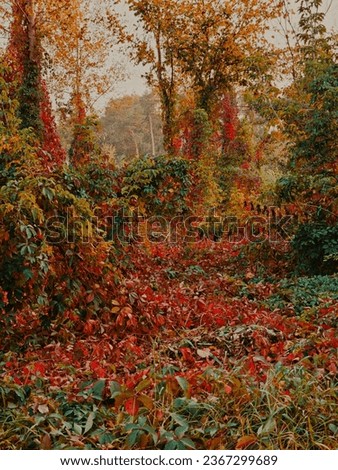 The autumn forest, rich with red colors 