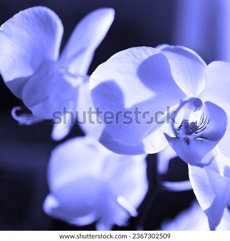 Beautiful orchid, blooming white flower, flowering plant, floral image, blue color