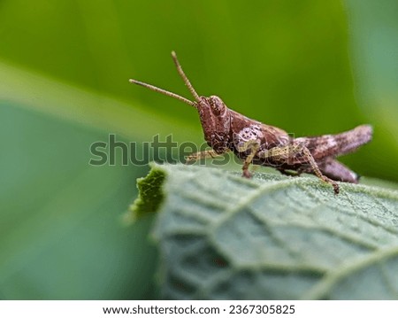 grasshopper suborder Caelifera on green leaves