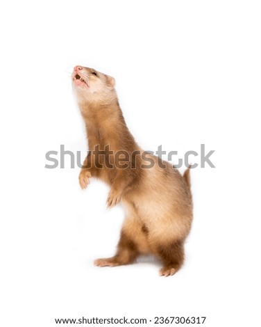 Ferret on a white background is insulated. Light color of the pet. Ermine, weasel, marten. Royalty-Free Stock Photo #2367306317