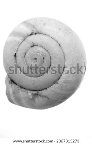 seashell, macro photo. The golden ratio spiral is clearly present.