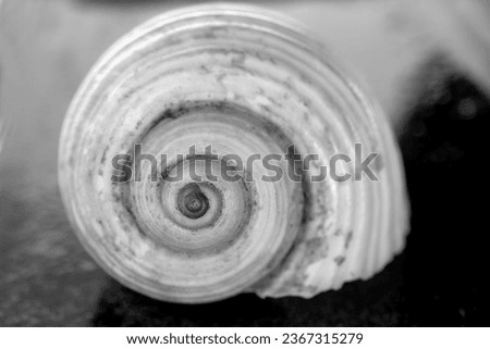 seashell, macro photo. The golden ratio spiral is clearly present.