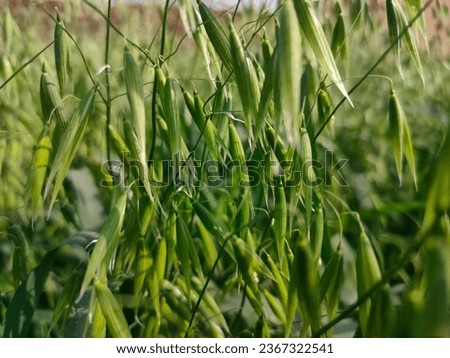 young green oat straw photography of young green oat straw field wheat spike pictures in the field, the background a field of rapeseed, on a beautiful sunny day, natural light.