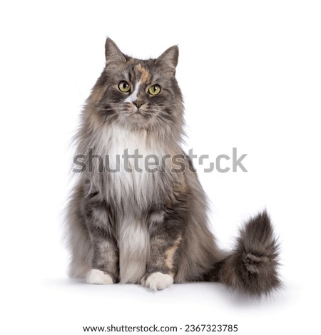 Impressive fluffy tortie cat, sitting up on edge facing front. Looking straight to camera with green eyes. Isolated on a white background. Royalty-Free Stock Photo #2367323785