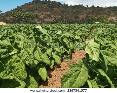 Nicotiana Tabacum or Cultivated Tobacco Plants in the Garden During A Hot Day Royalty-Free Stock Photo #2367341577