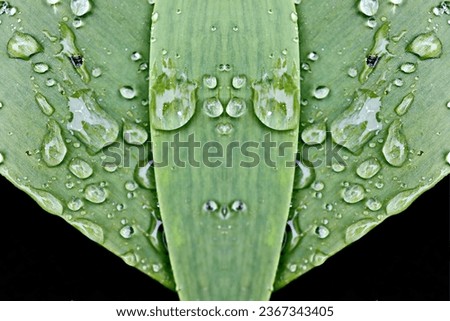 Green plants, sprouts and leaves of bushes after rain in the spring home garden.  Transparent raindrops on the petals.  Close-up view on an isolated background.                     