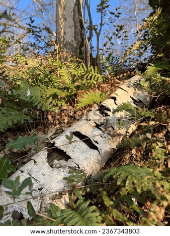 Fallen rotten birch tree in the forest
