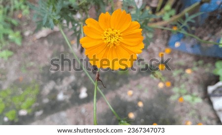 Calendula, or pot marigold, produces beautiful orange-yellow flowers that have had various culinary and medicinal uses since ancient times