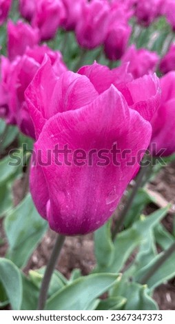 scarlet tulip flower in green leaves in a park in Holland