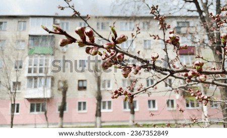 tree branch with buds on the background of a multi-storey building. spring city nature seasons concept. blurred background high-rise building road drive cars. dry branch of a lifestyle tree with buds