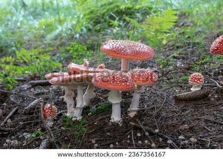 toxic and poisonous mud, the scientific name is amanita muscaria, it has many popular names including that of white snow, life-threatening, poison,
